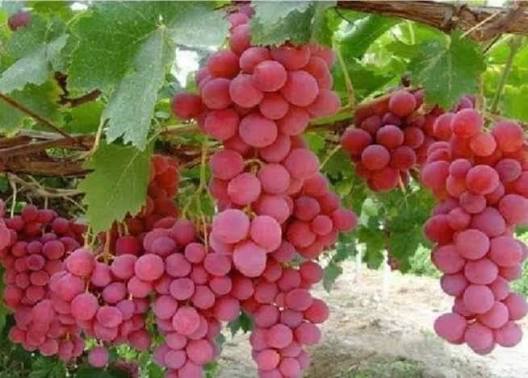 Crimson Grapes